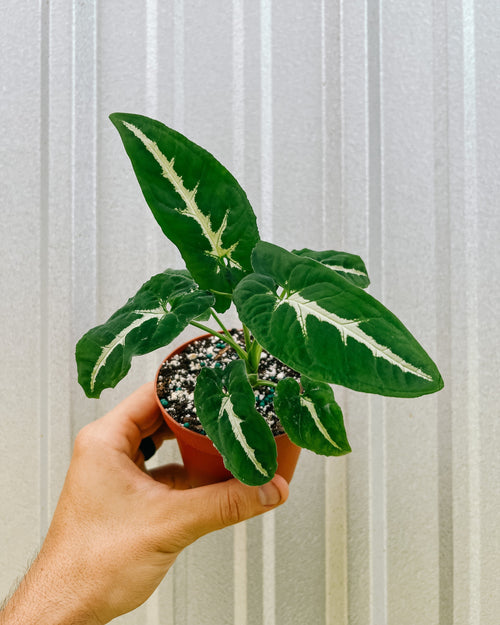 4" Syngonium 'Wendlandii'